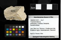 Foto (Objekt + Etiketten) von ? Goniodromites sp. 